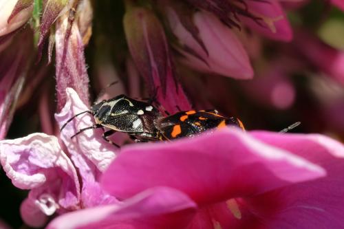 Eurydema oleracea